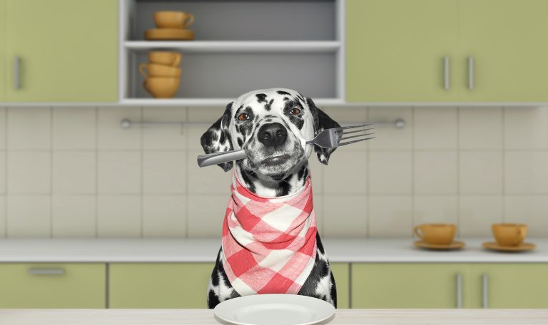 Thanksgiving Dog Care