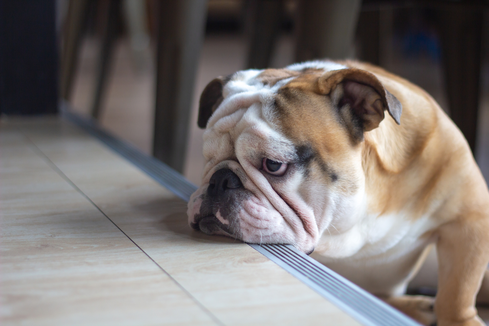 Ways to Soothe Separation Anxiety