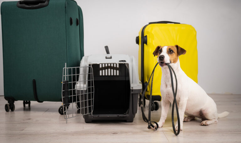 Keeping Pets Safe in Natural Disasters and Emergencies - Hillrose Pet Resort