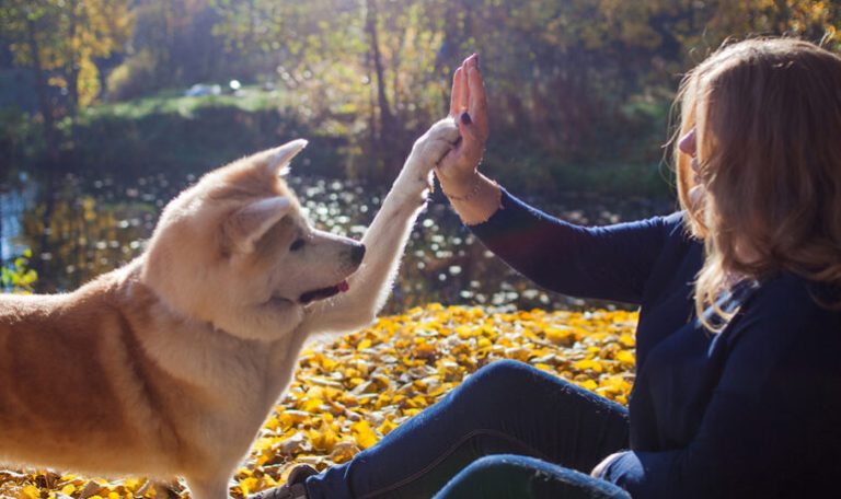 Fall and Winter Safety Tips for Pets