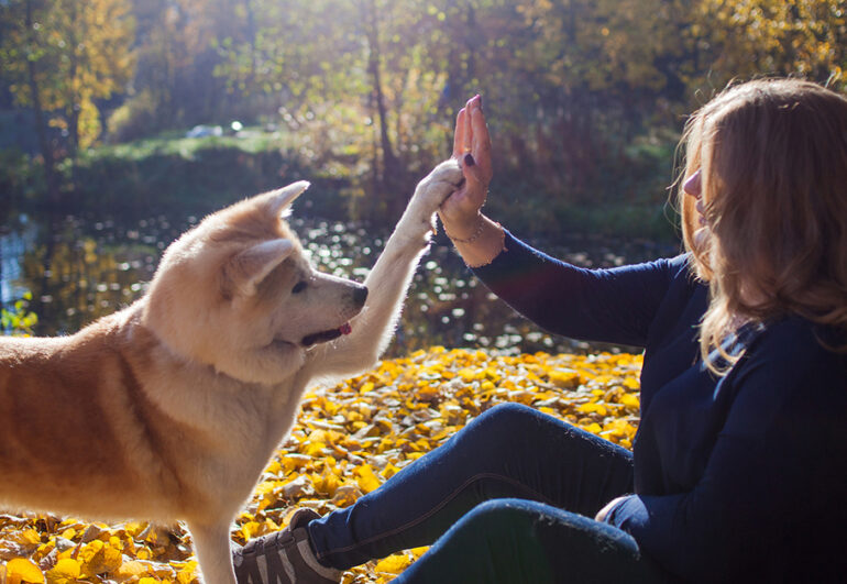 Fall and Winter Safety Tips for Pets