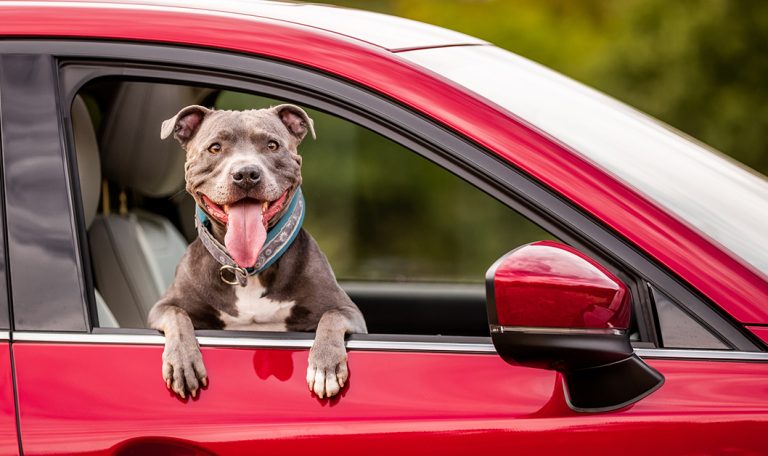 Winter Safety Tips for Dogs