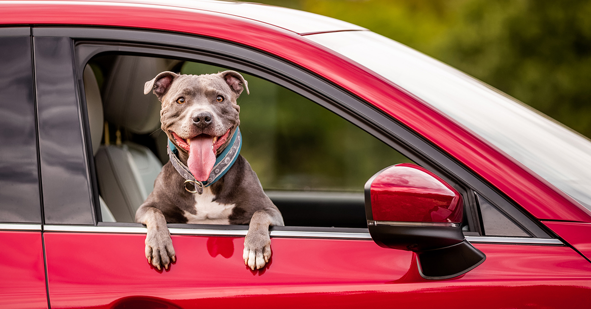 Winter Safety Tips for Dogs