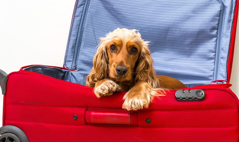 benefits of boarding near the airport