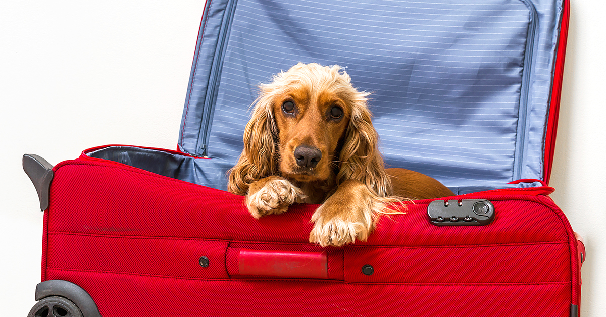 benefits of boarding near the airport