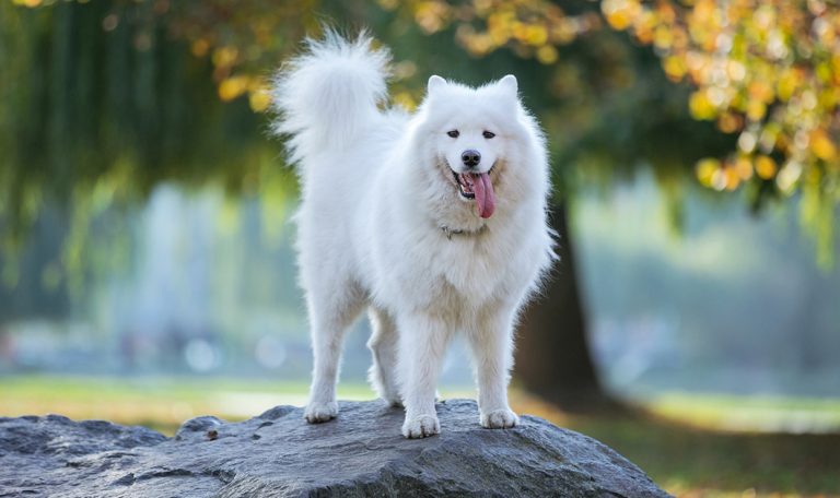 five-reasons-develop-running-routine-with-dog