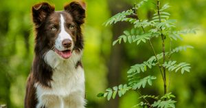 Pacific Northwest Plants That Are Toxic For Dogs