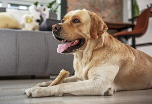 save-your-dog-from-choking-learn-dog-heimlich-maneuver