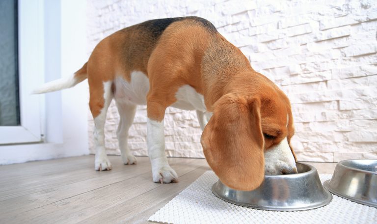 Top 3 Myths About Feeding Your Dog A Raw Food Diet