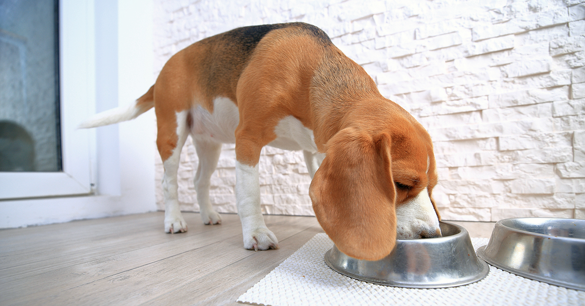 Top 3 Myths About Feeding Your Dog A Raw Food Diet