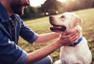 7 Habits of Highly Successful Dog Owners