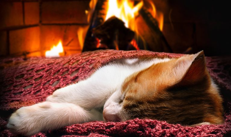 National Pet Fire Safety Day: 5 Pet Fire Hazards to Know About