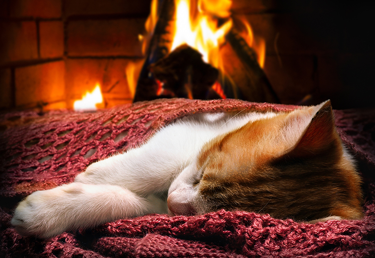 National Pet Fire Safety Day: 5 Pet Fire Hazards to Know About