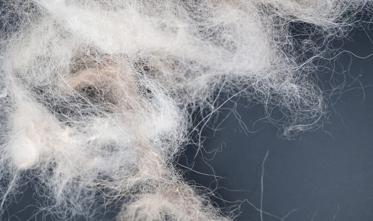 5 Causes of Dog Fur Loss - Hillrose Pet Resort