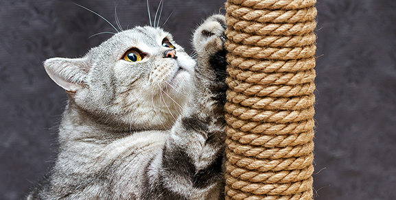 6 Tips to Keep Your Cat From Destroying Your Furniture