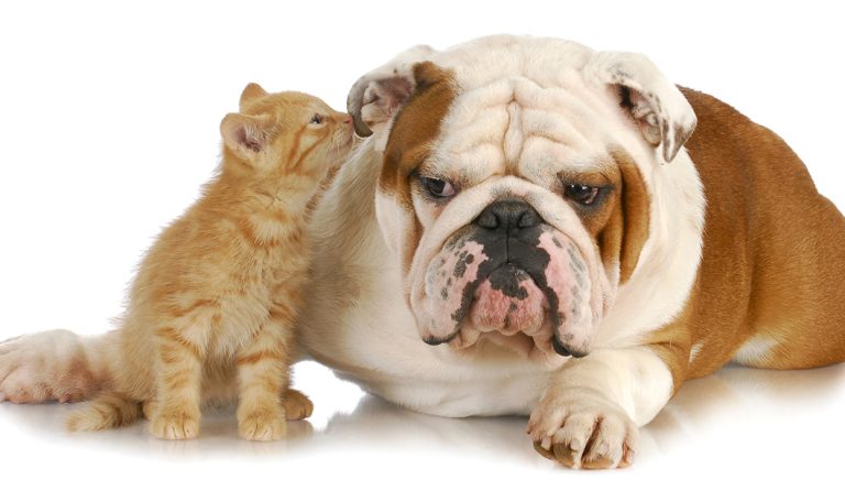 Tips for Introducing Dogs and Cats