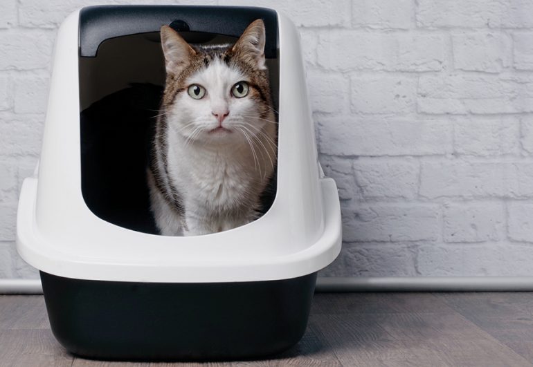 6 Sustainable Cat Litter Alternatives Hillrose Pet Resort