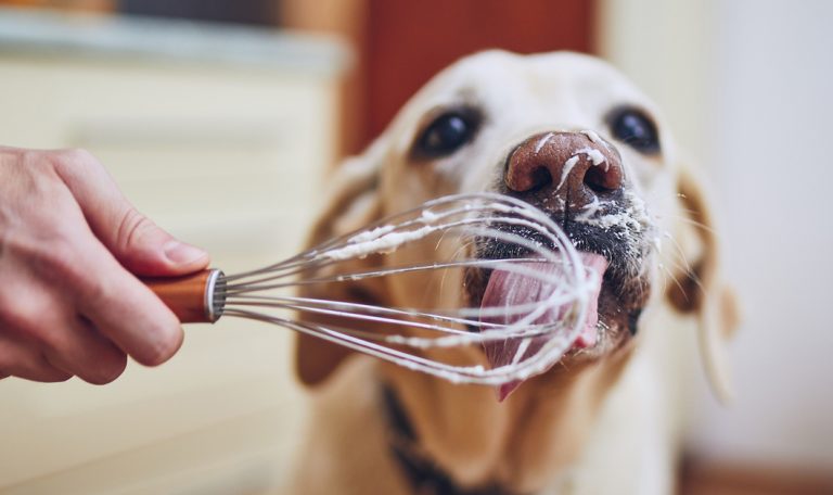 4 Perfect Meals You Can Share with Your Dog