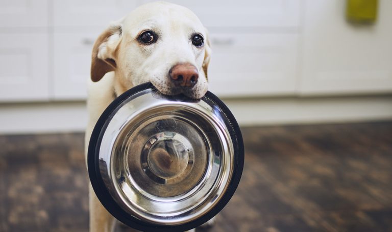 Healthy Desserts for You and Your Dog