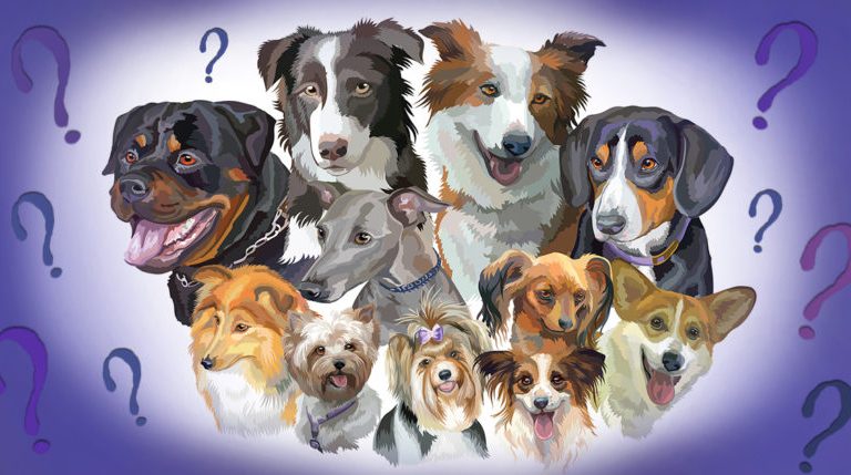 10 Most Popular Dog Breeds