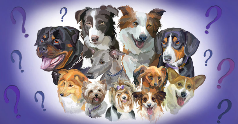 10 Most Popular Dog Breeds