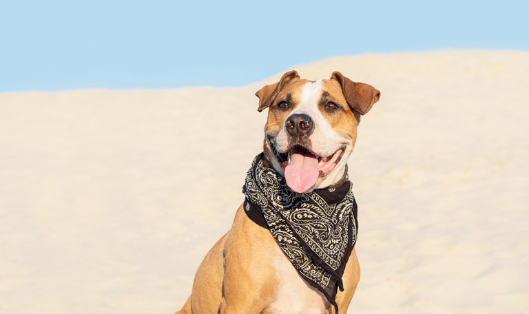 5 Heroic Dogs that deserve being called a Good Boy