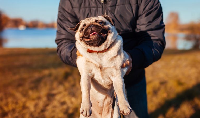 Your Dog Can Help You Get a Date