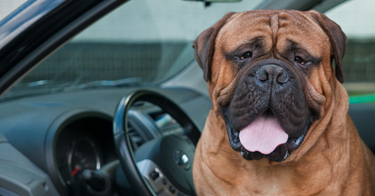 Unusual Dog Breeds You Need to Know