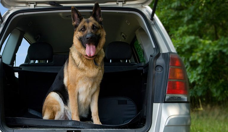 Ever Wonder What Dogs Can Smell That Humans Can’t?