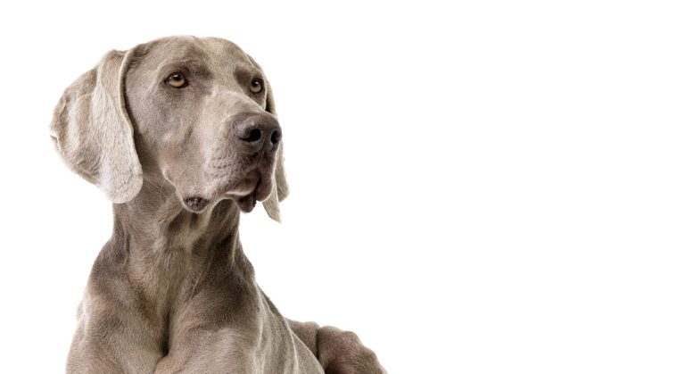 4 Human Emotions Dogs Feel Too