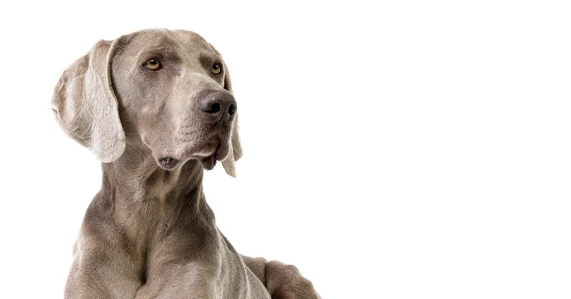 4 Human Emotions Dogs Feel Too