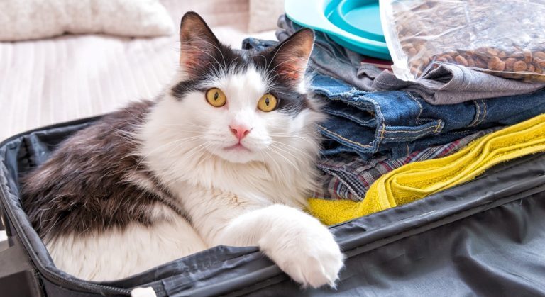 6 Strange Habits Cats Have And Clues To Why