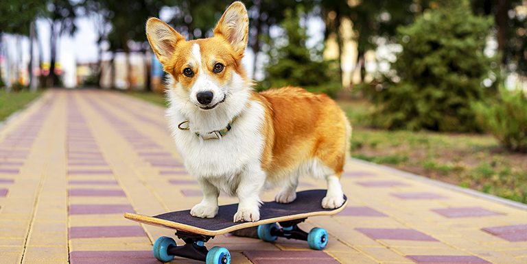 5 close-to-home outdoor activities dogs love