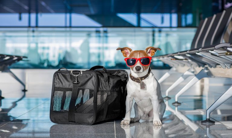 Top 5 Dog-Friendly Cities in the US