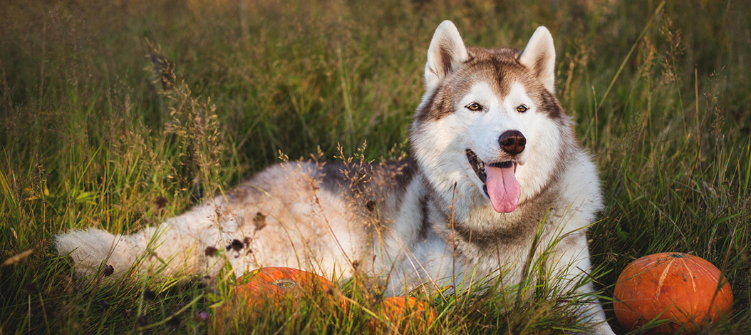 Tips to Keep Your Pet Safe On Halloween