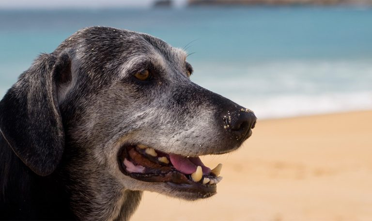 5 Tips To Care For Aging Pets