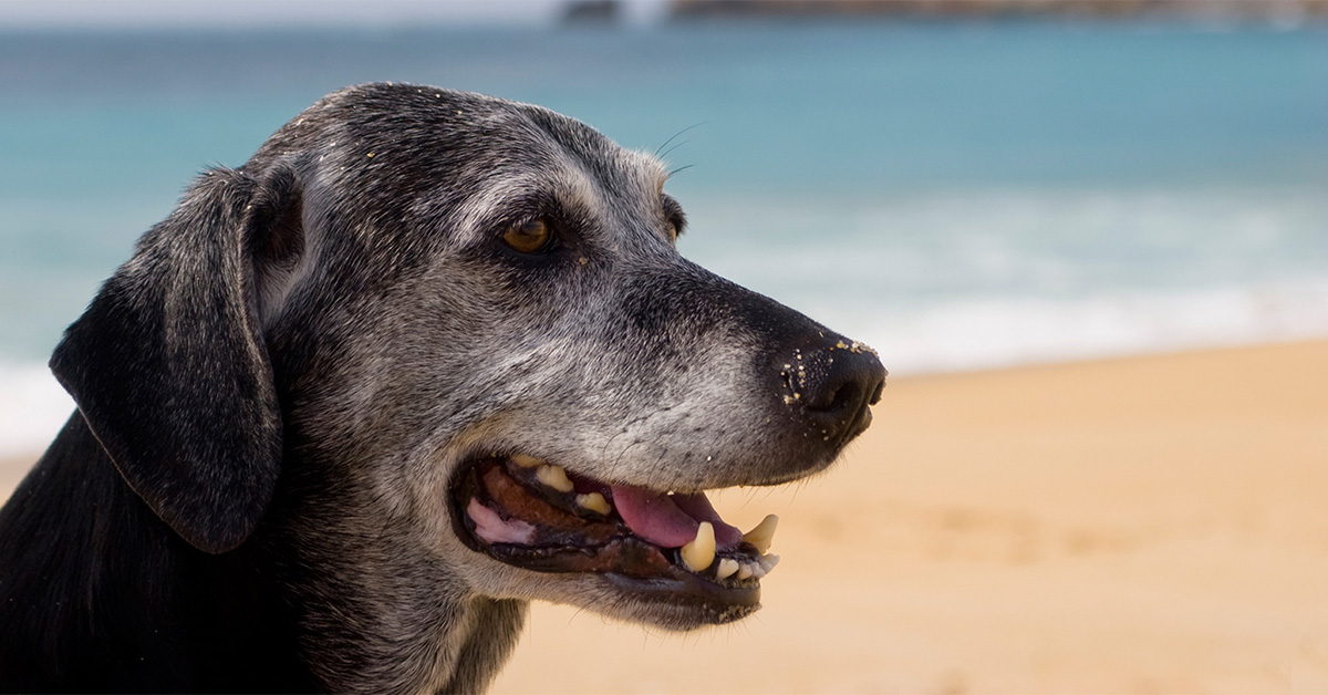 5 Tips To Care For Aging Pets