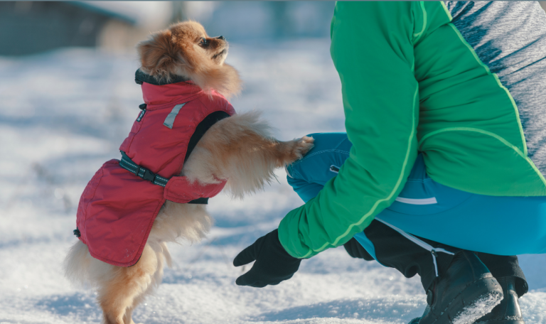 Cold Weather Tips for Dogs