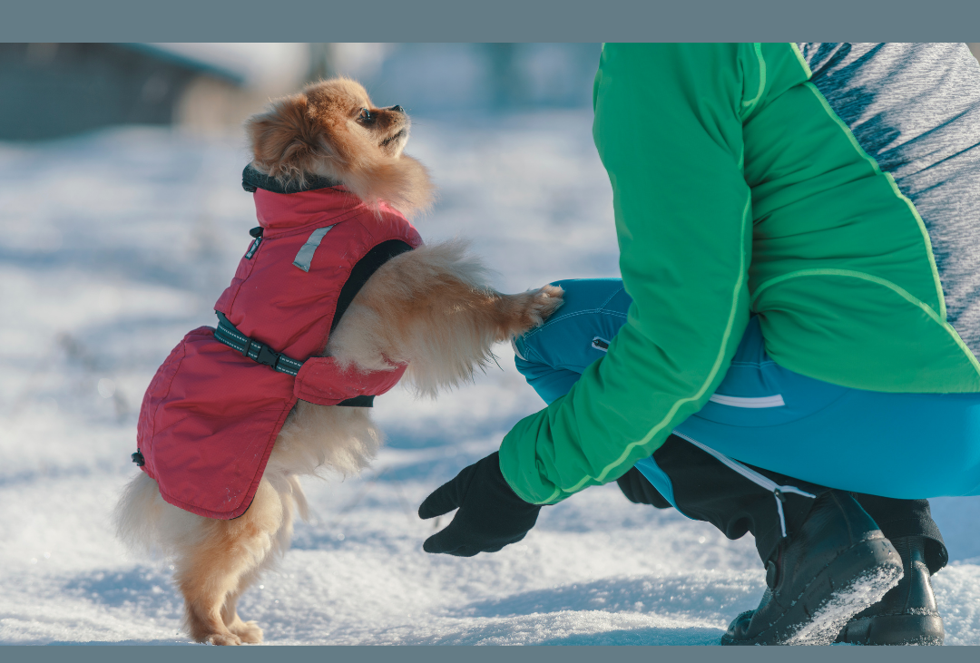 Cold Weather Tips for Dogs