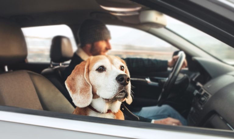 Winter day trips with your dog in and around Seattle by Hillrose Pet Resort