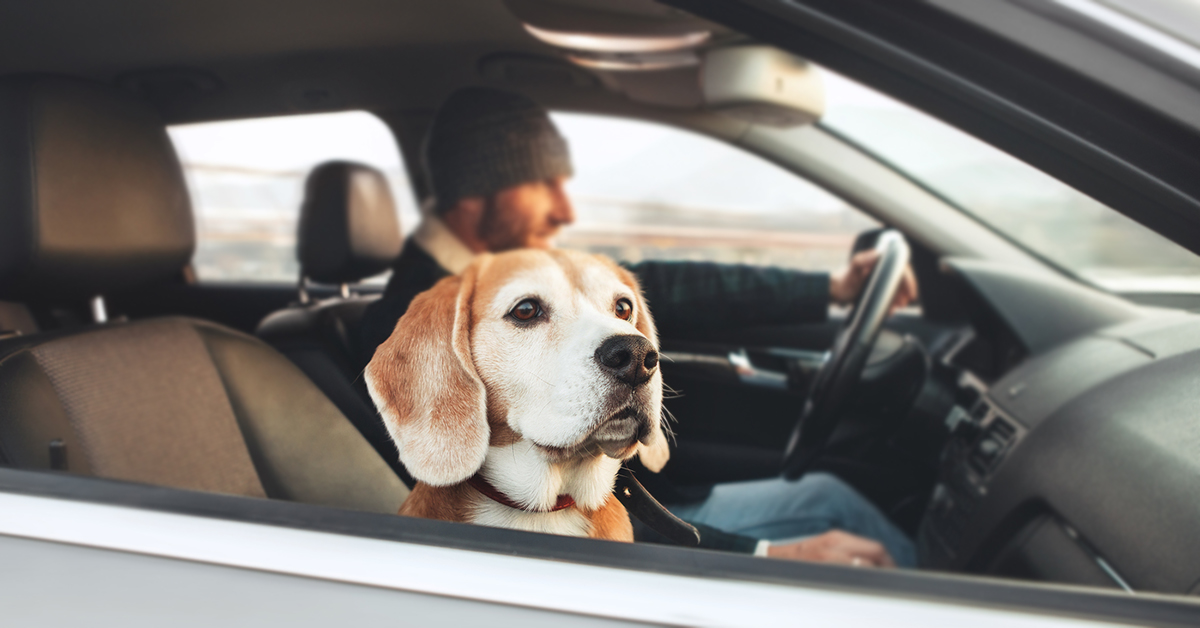 Winter day trips with your dog in and around Seattle by Hillrose Pet Resort