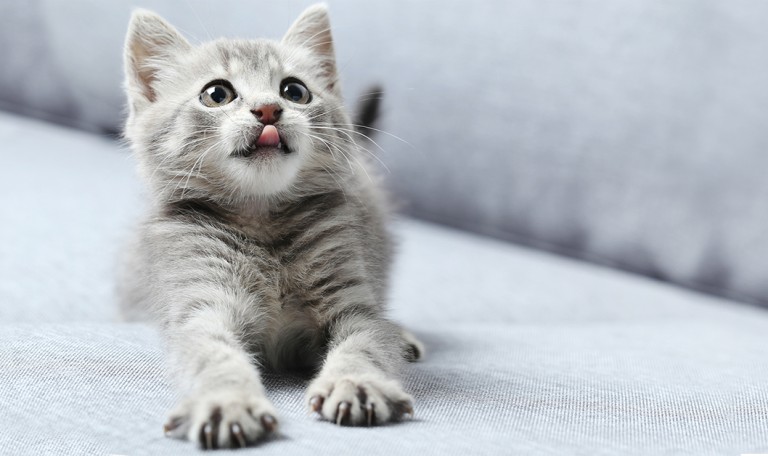 Games to play with your cat from Hillrose Pet Resort