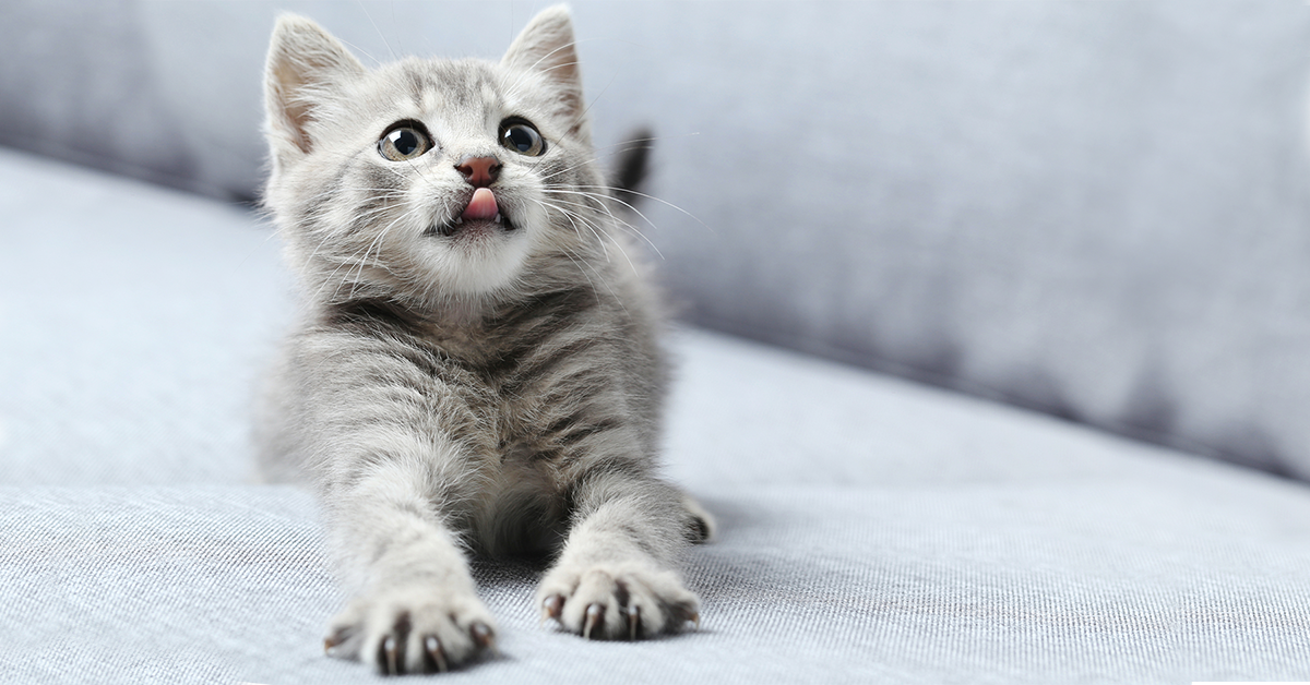 Games to play with your cat from Hillrose Pet Resort