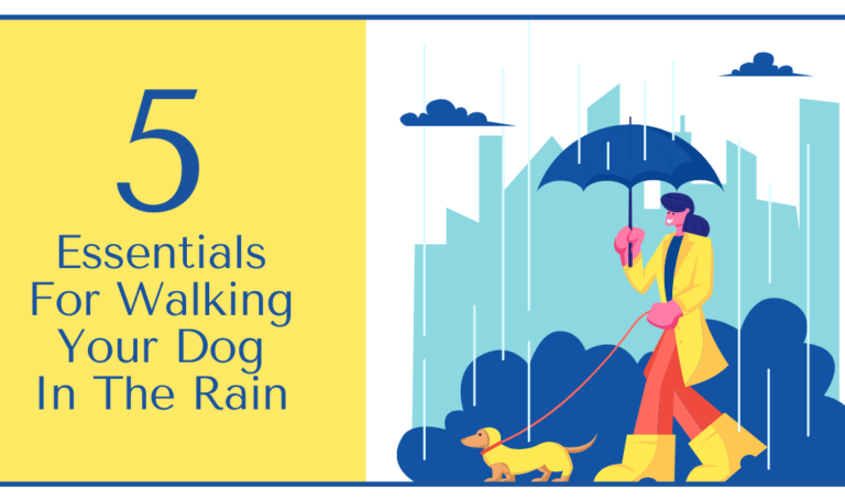 5 Essentials For Walking Your Dog In The Rain