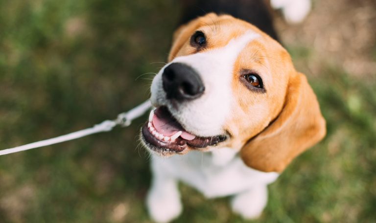 pet-friendly-events-hillrose-pet-resort