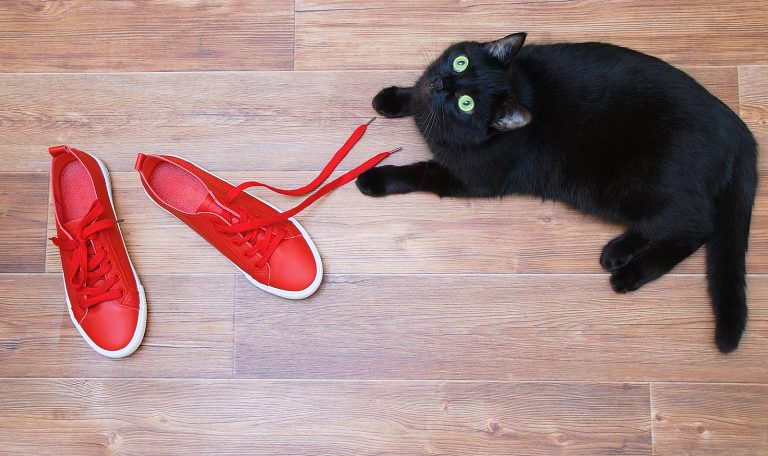 How-to-DIY-Your-Own-Cat-Toys-from-Hillrose-Pet-Resort