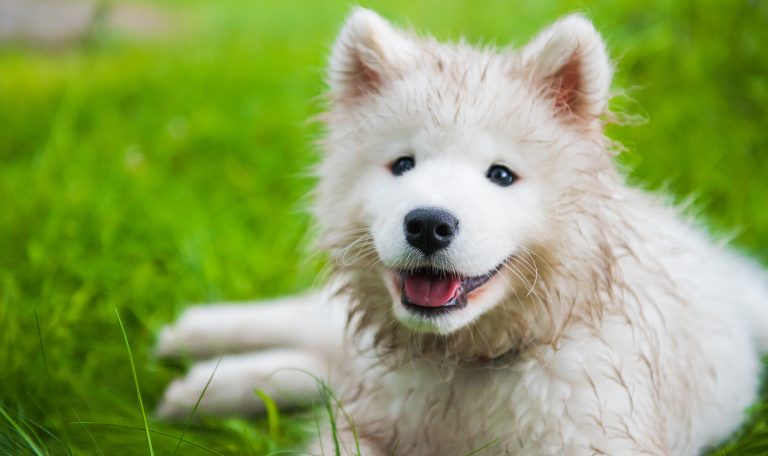 Ways to Encourage Positive Behavior in Your Dog from Hillrose Pet Resort