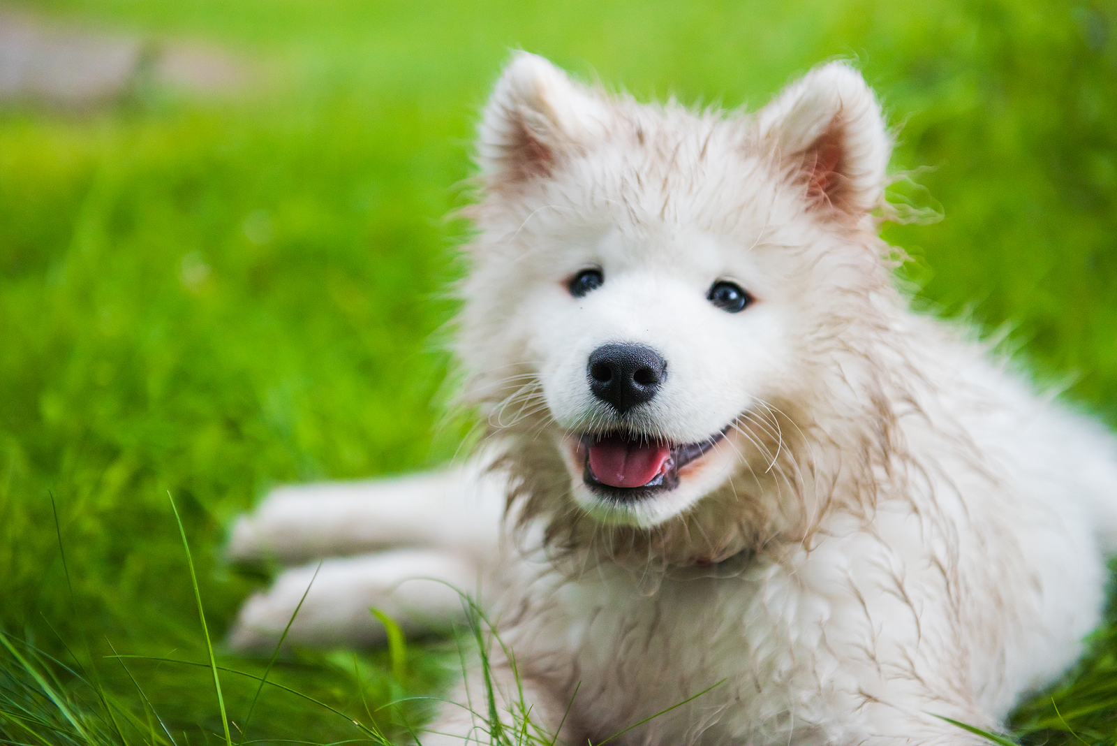 Ways to Encourage Positive Behavior in Your Dog from Hillrose Pet Resort