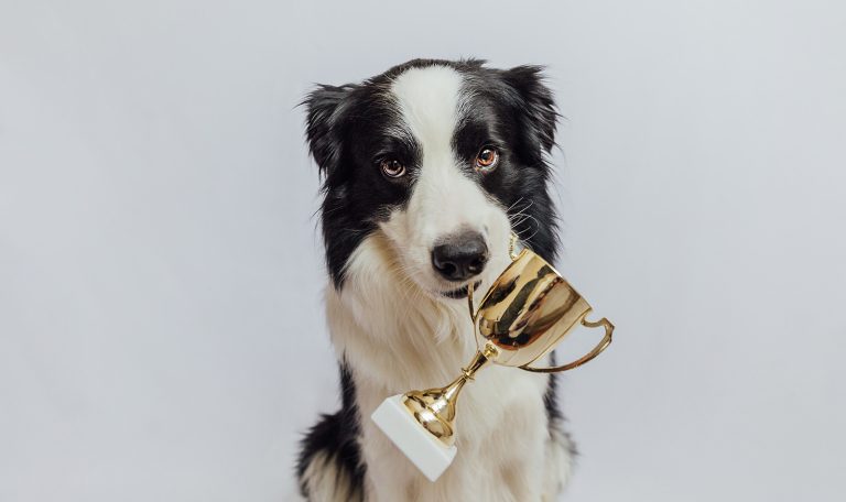 Tips-for-Your-First-Dog-Competition-from-Hillrose-Pet-Resort