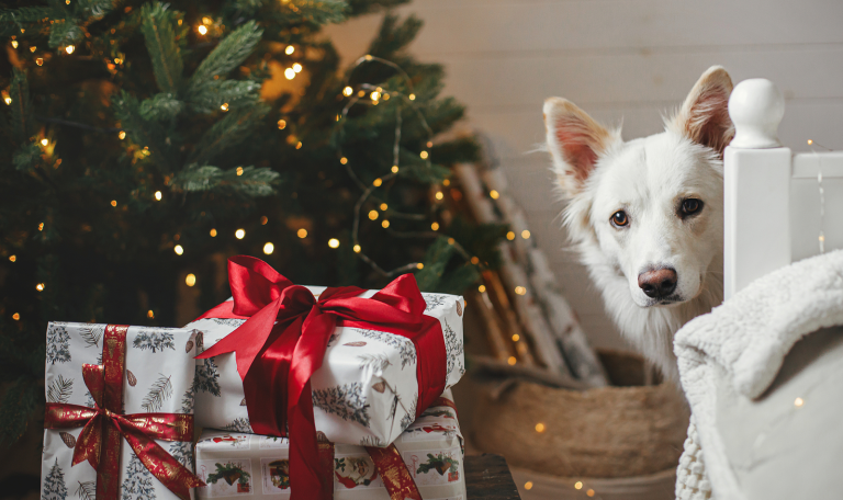 Fun Gifts for Your Pet this Holiday Season| Hillrose Pet Resort